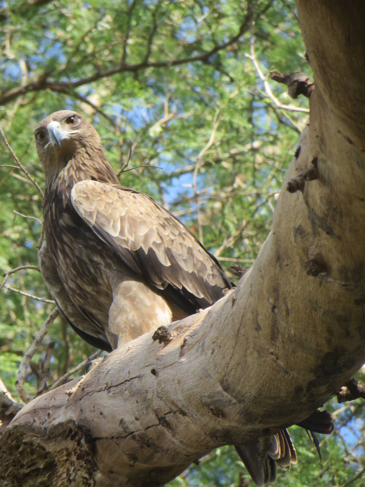 Tawny eagle