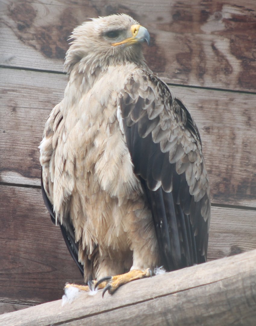 Tawny eagle