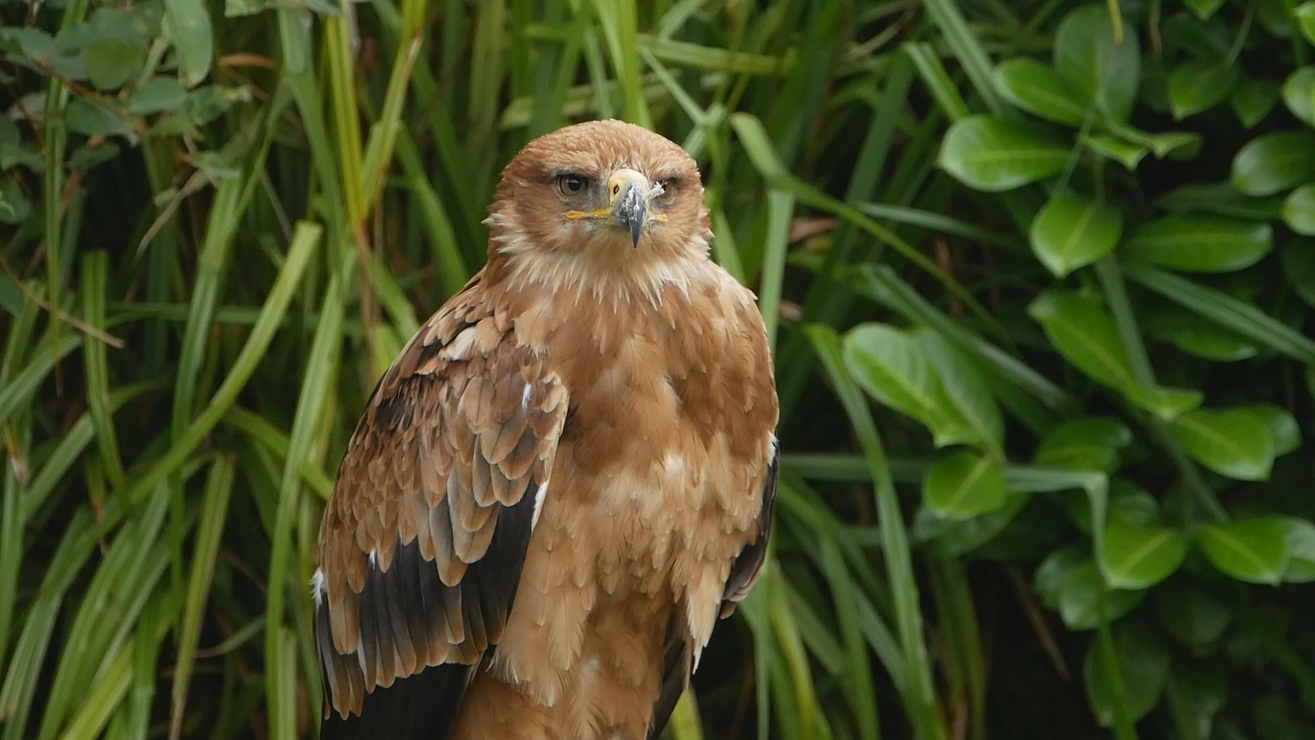 Tawny Eagle