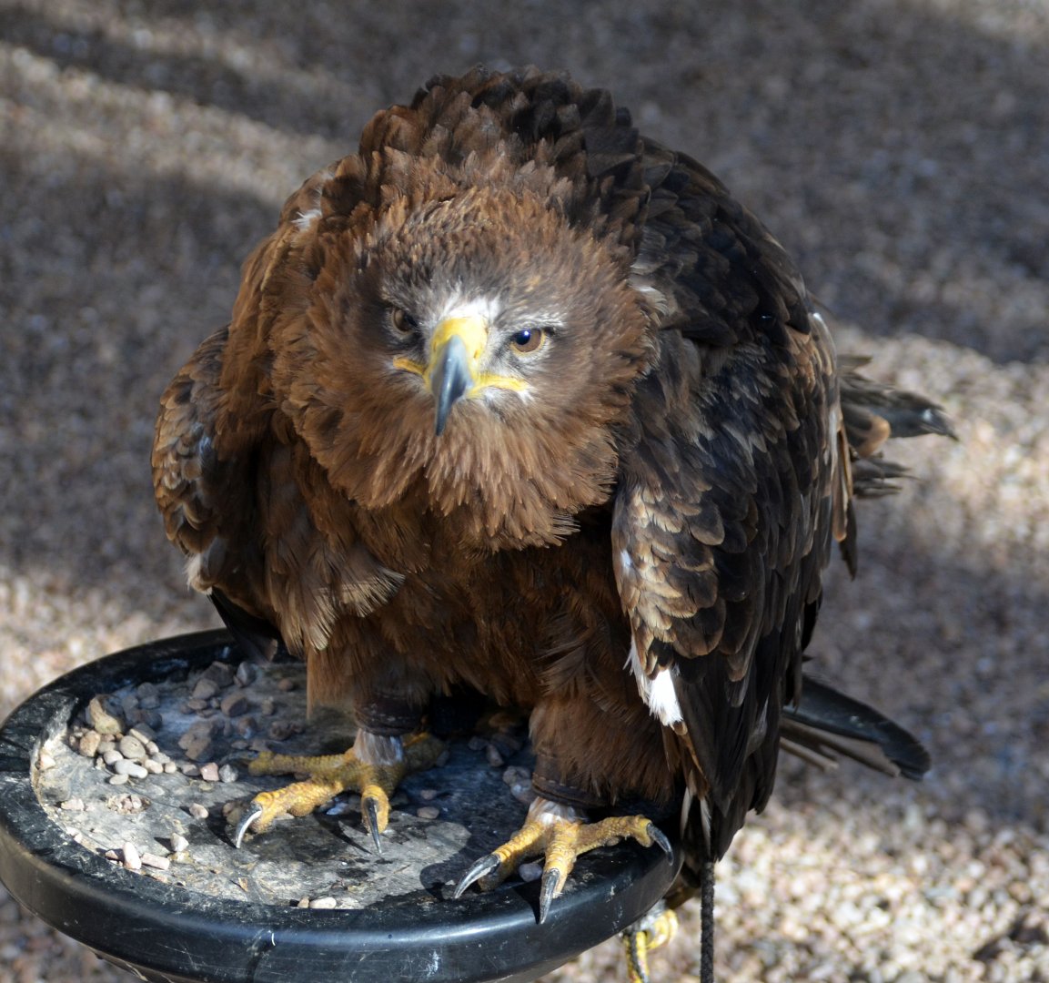 Tawny eagle