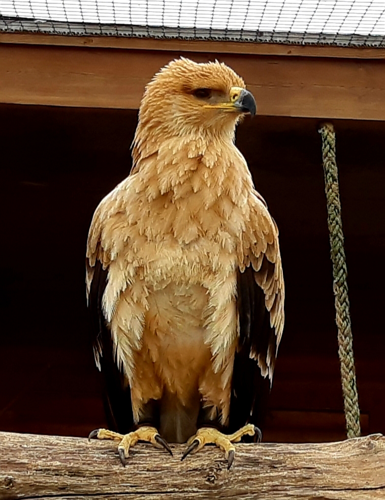Tawny eagle