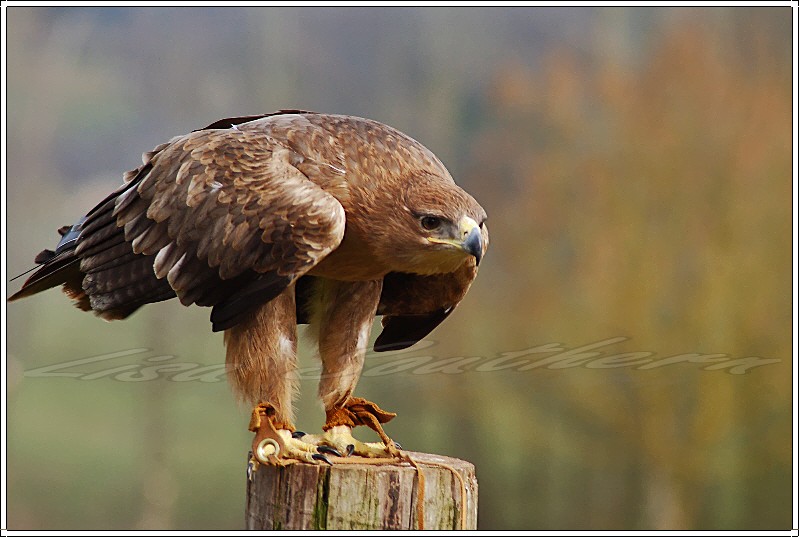 Tawny Eagle