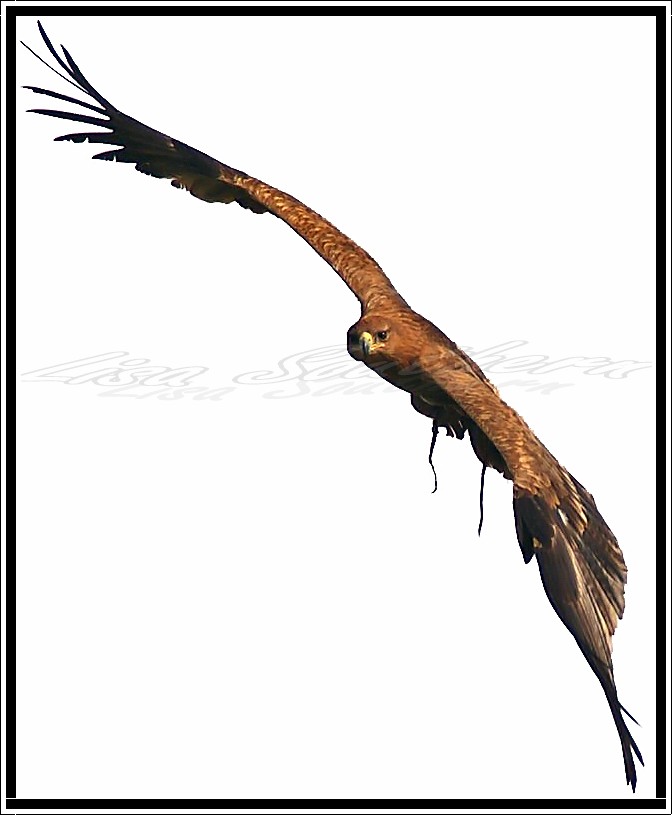 Tawny Eagle