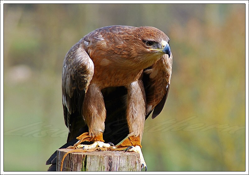 Tawny Eagle