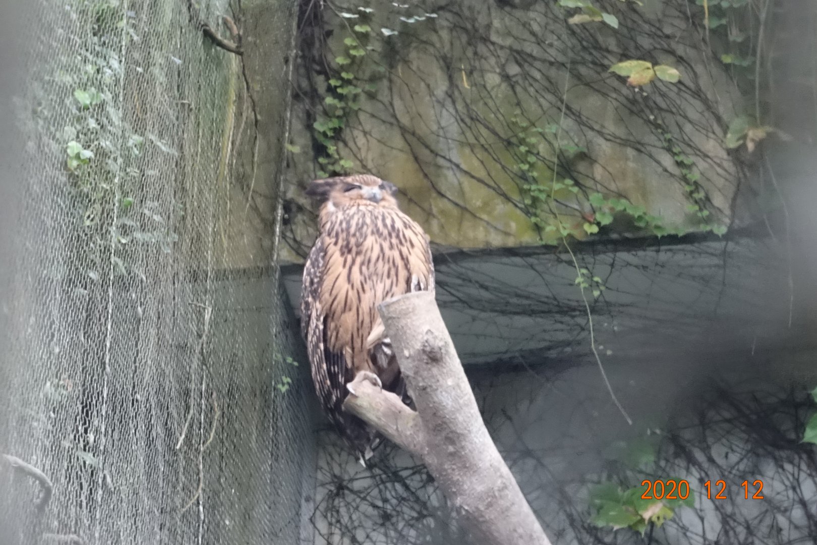 Tawny Fish Owl (Ketupa flavipes)