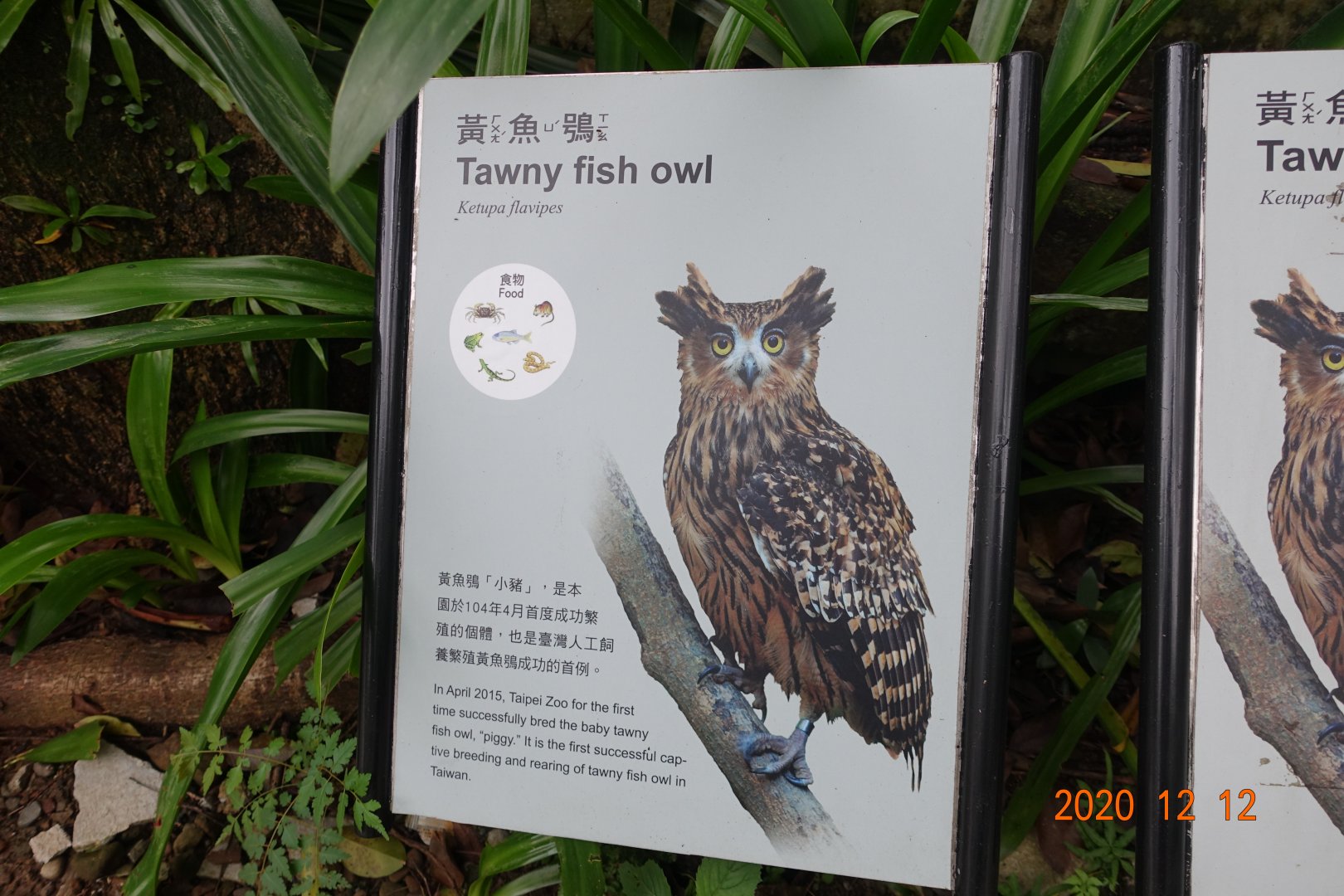 Tawny Fish Owl (Ketupa flavipes)