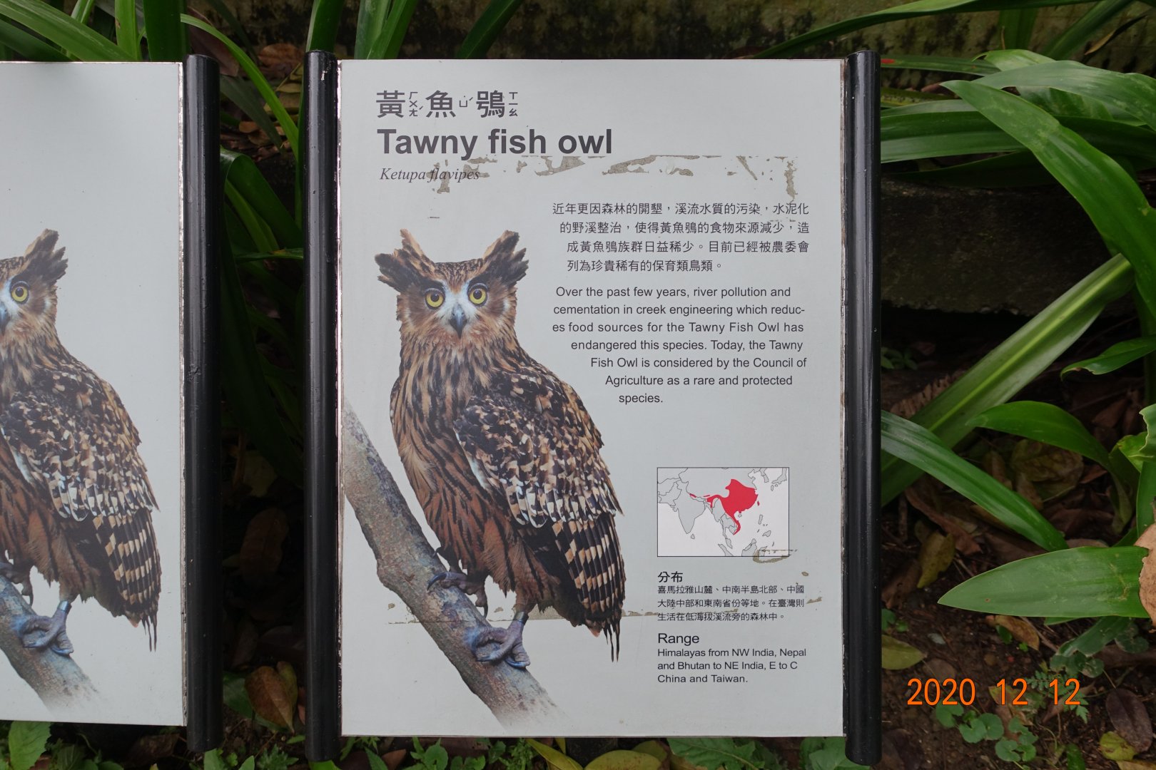 Tawny Fish Owl (Ketupa flavipes)