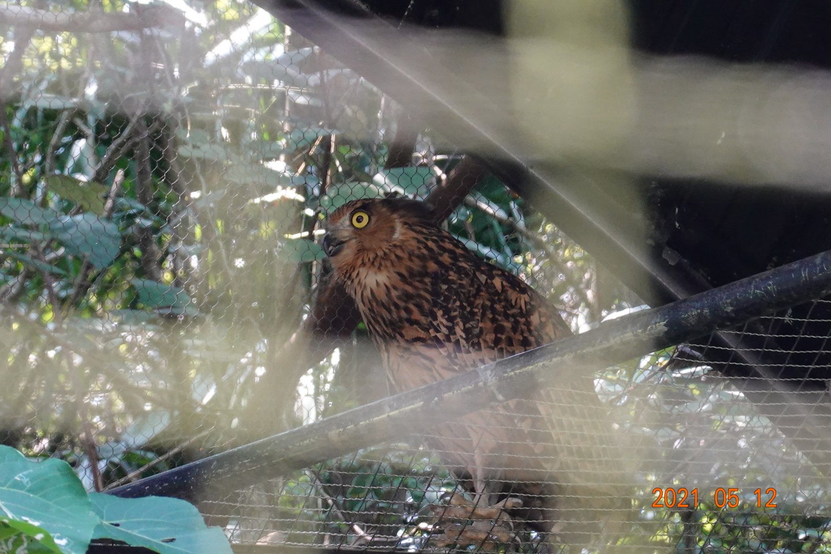 Tawny Fish Owl (Ketupa flavipes)