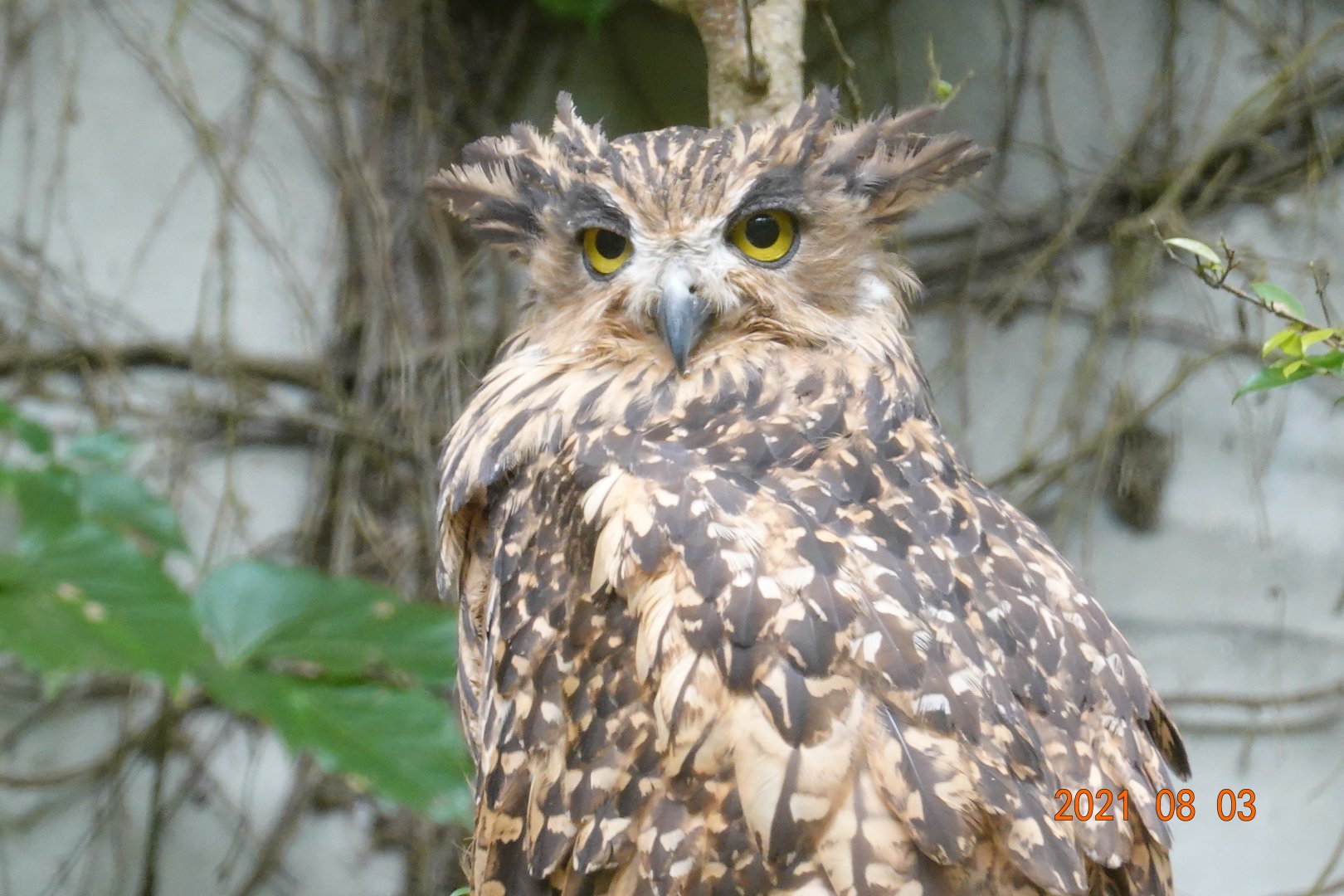 Tawny Fish Owl (Ketupa flavipes)