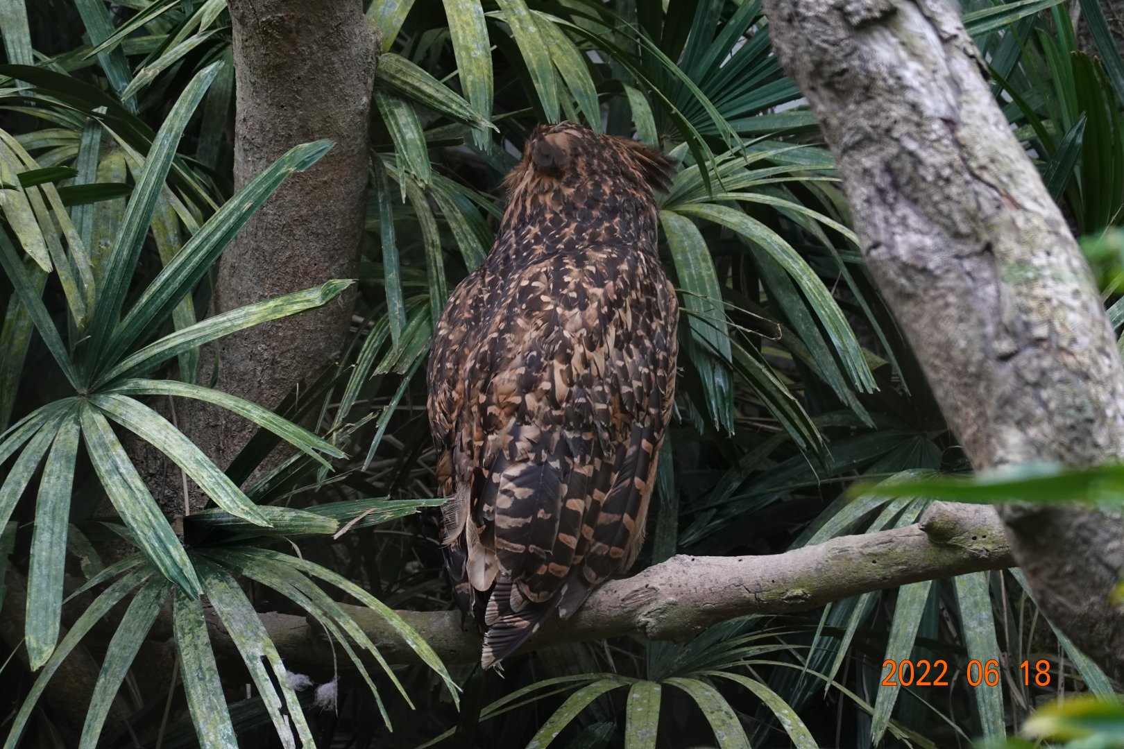 Tawny Fish Owl (Ketupa flavipes)