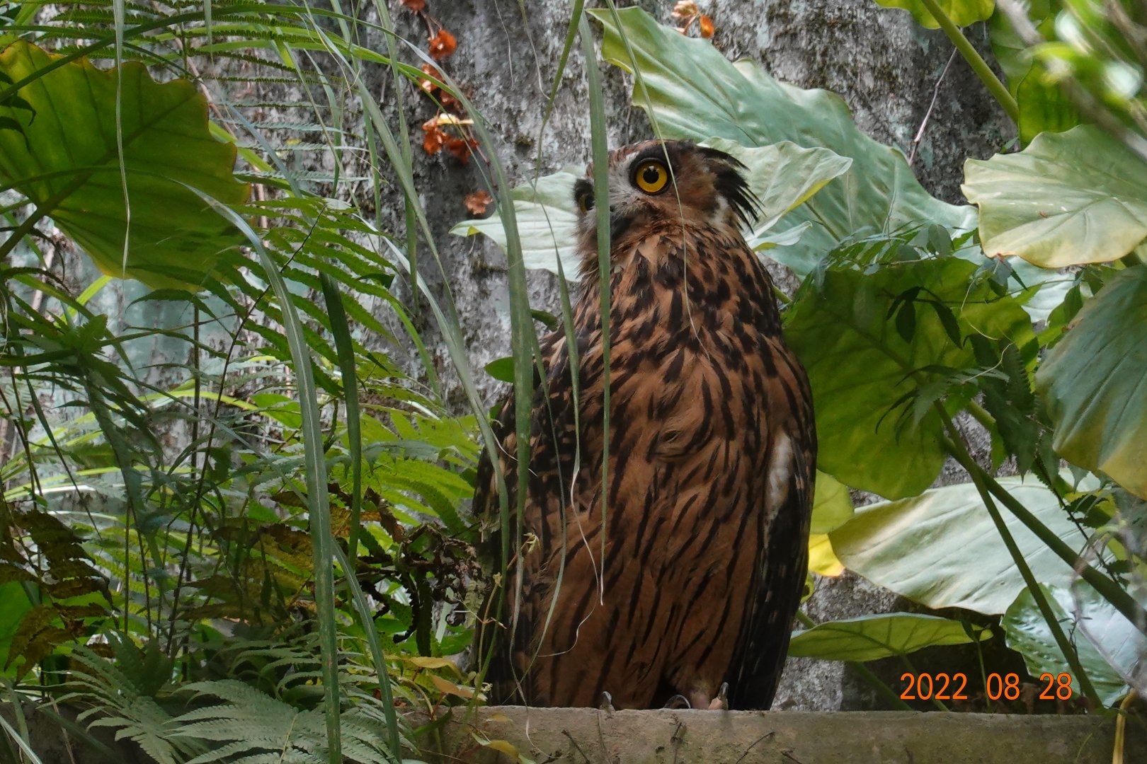 Tawny Fish Owl (Ketupa flavipes)
