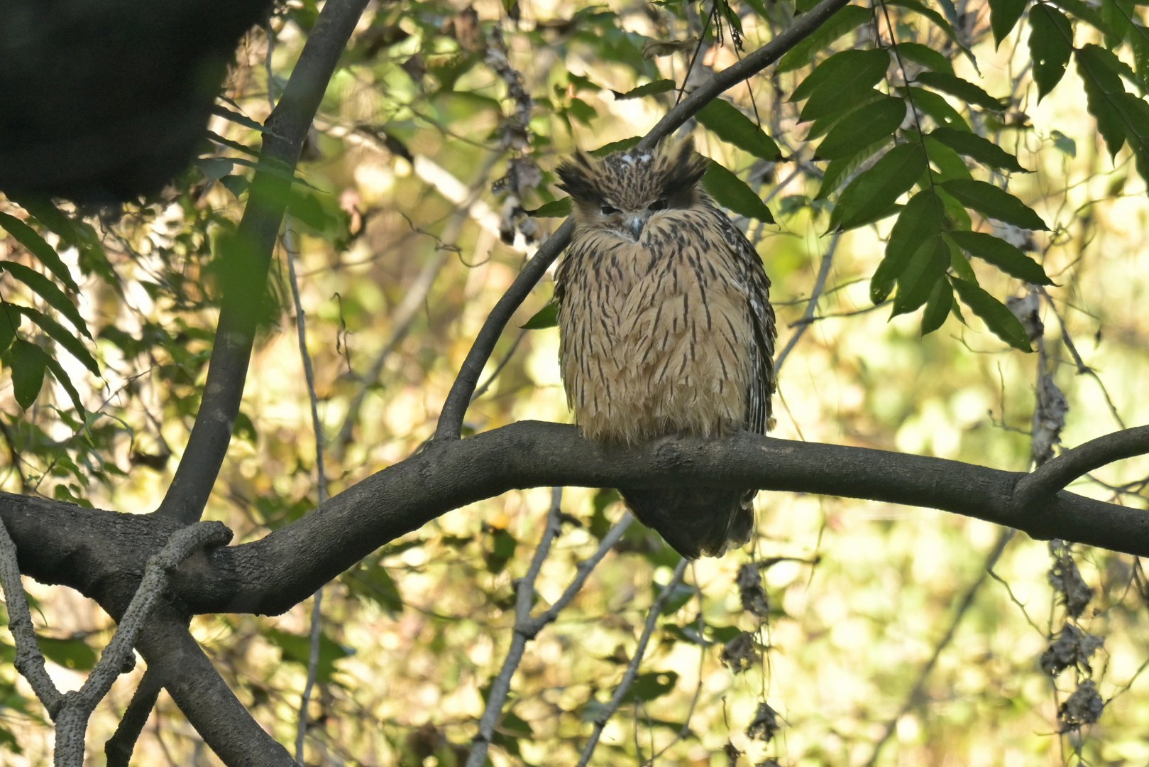 Tawny Fish-Owl Ketupa flavipes