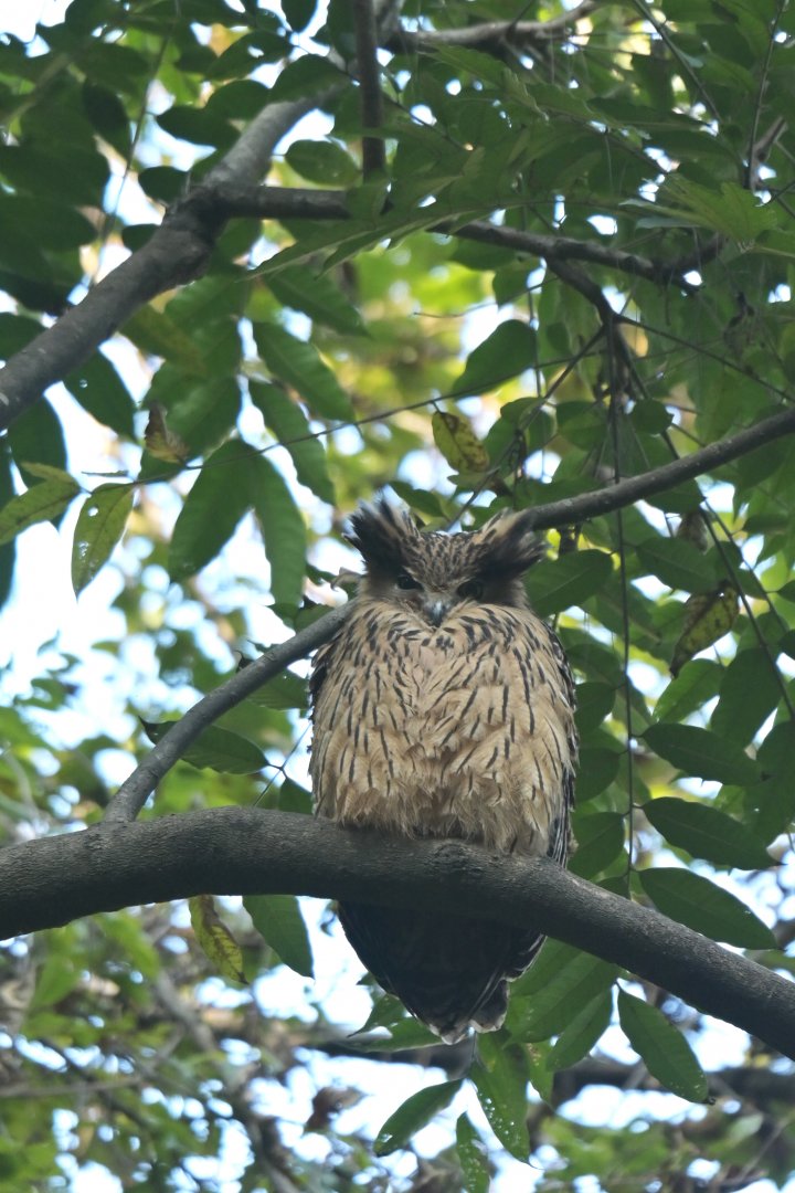 Tawny Fish-Owl Ketupa flavipes