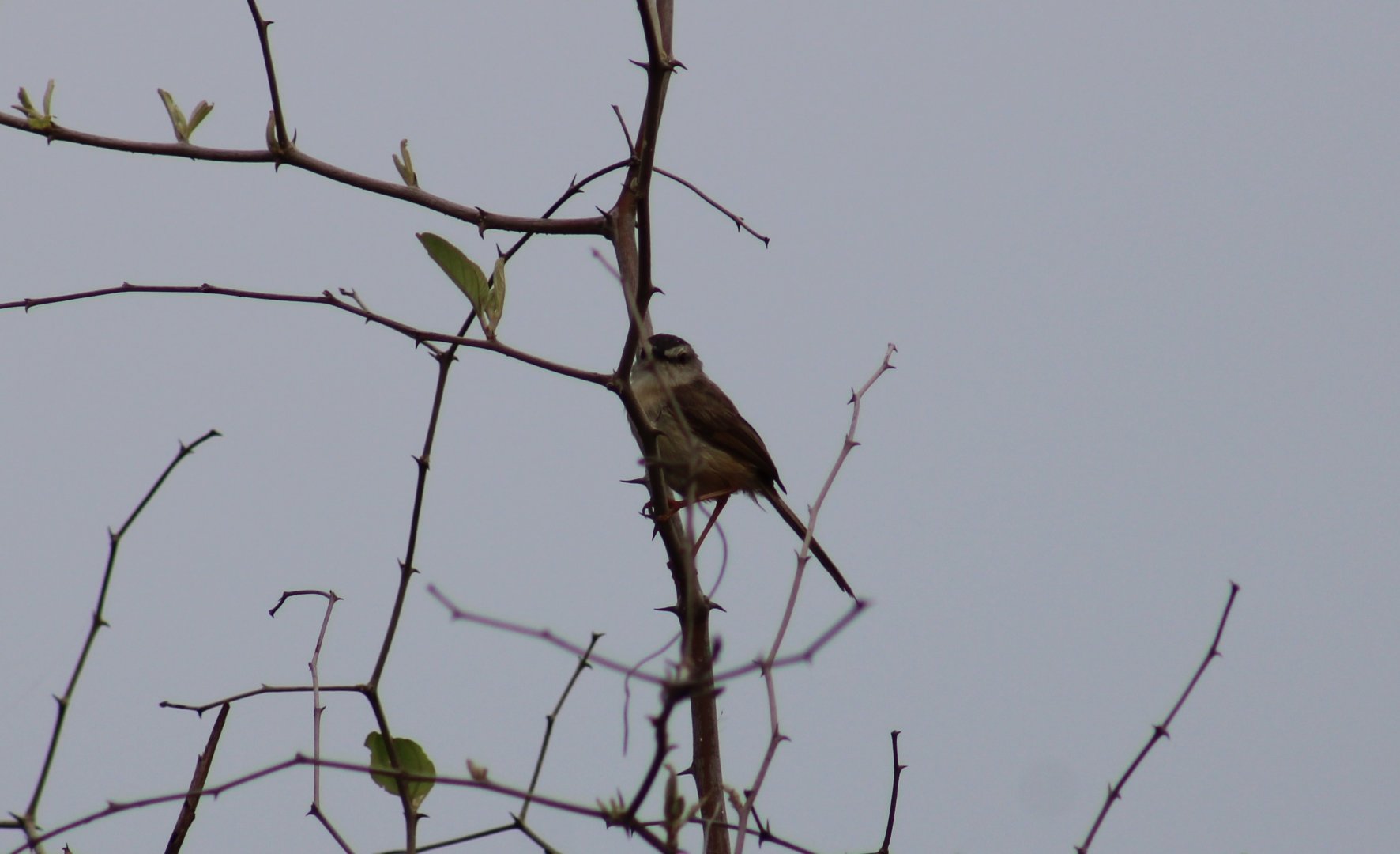 Tawny-flancked prinia - Prinia s. subflava