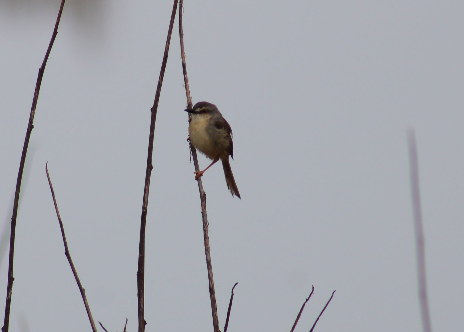 Tawny-flancked prinia - Prinia s. subflava