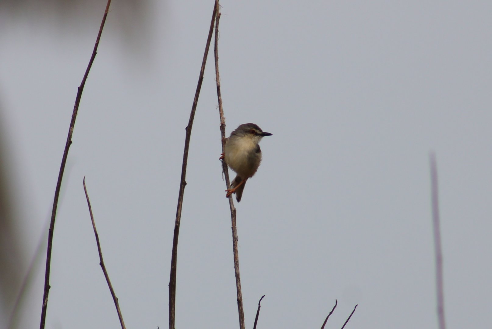 Tawny-flancked prinia - Prinia s. subflava