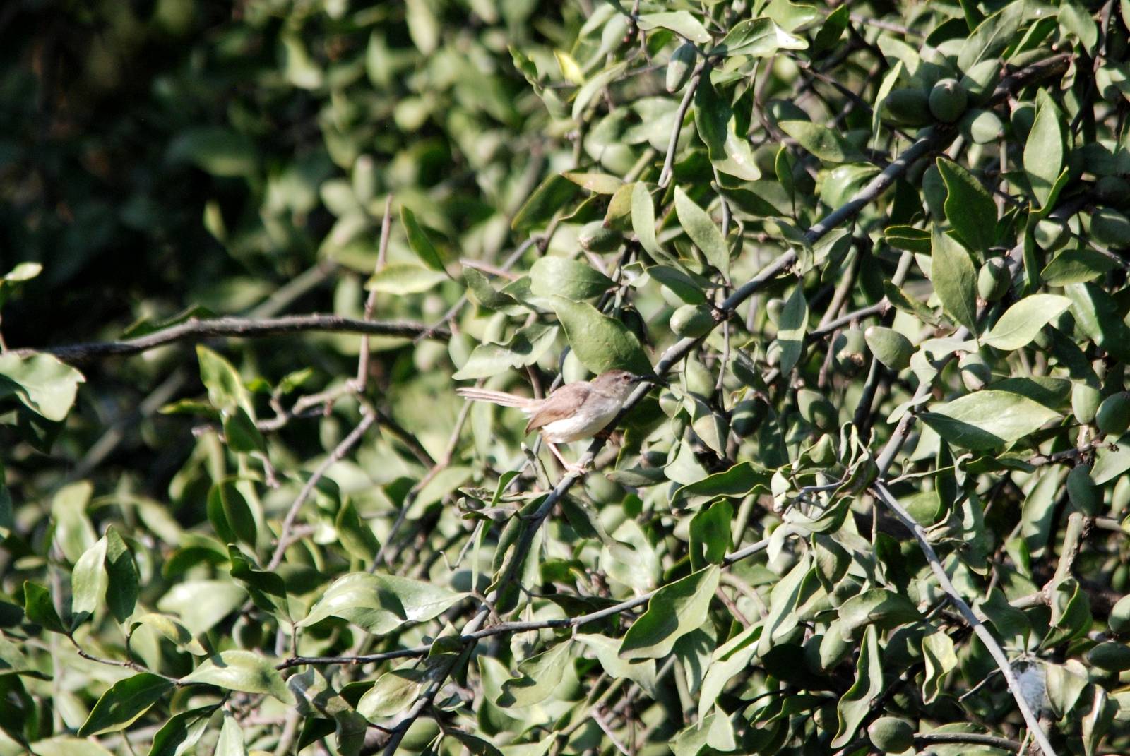 Tawny-flanked Prinia at Hawassa, 16/10/14
