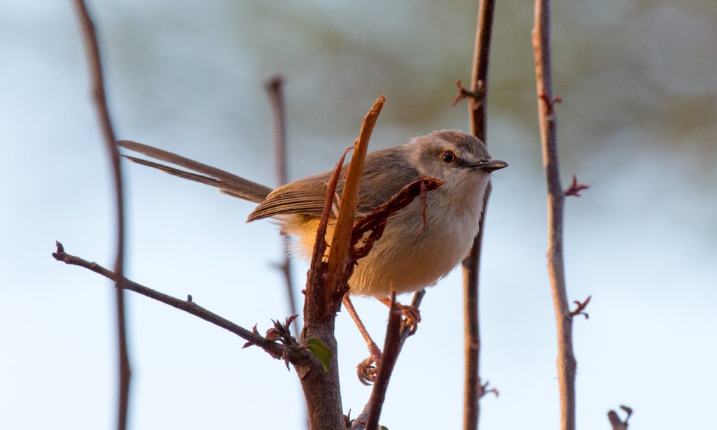 Tawny-flanked Prinia