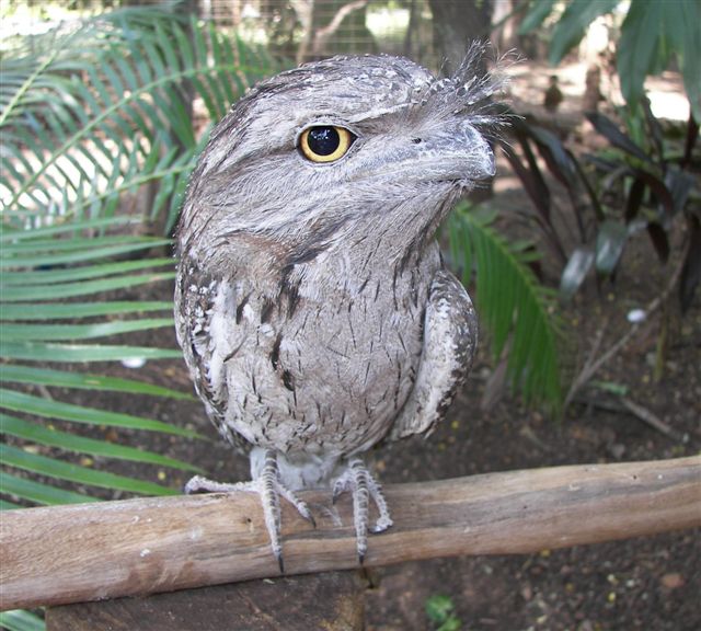 Tawny Frog Mouth