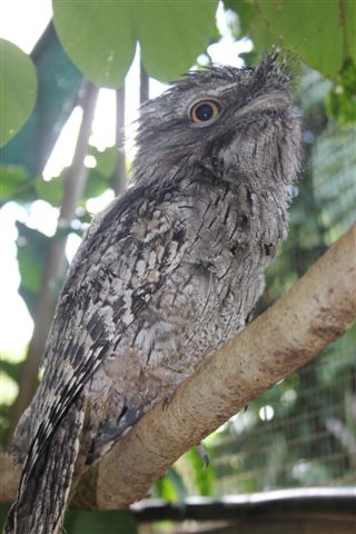 Tawny Frog Mouth