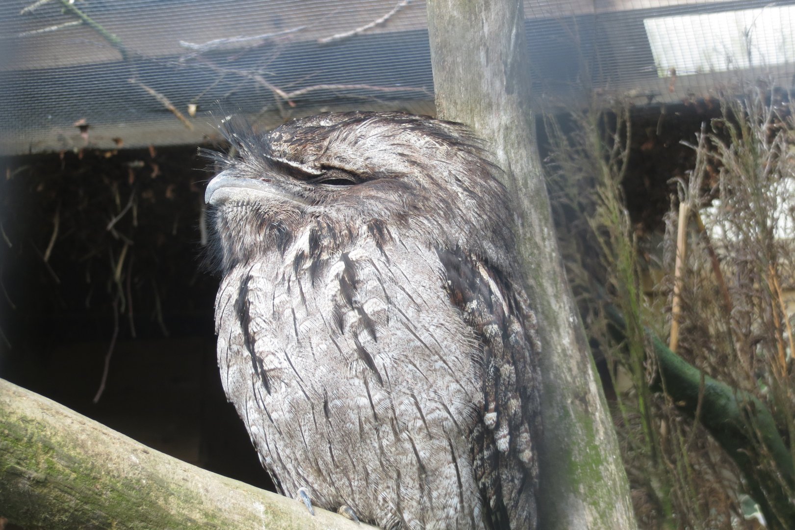 Tawny frogmouth 040319