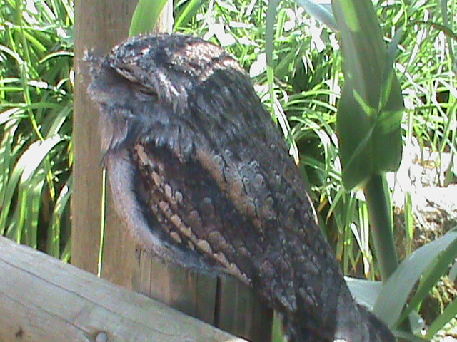 tawny frogmouth 100711