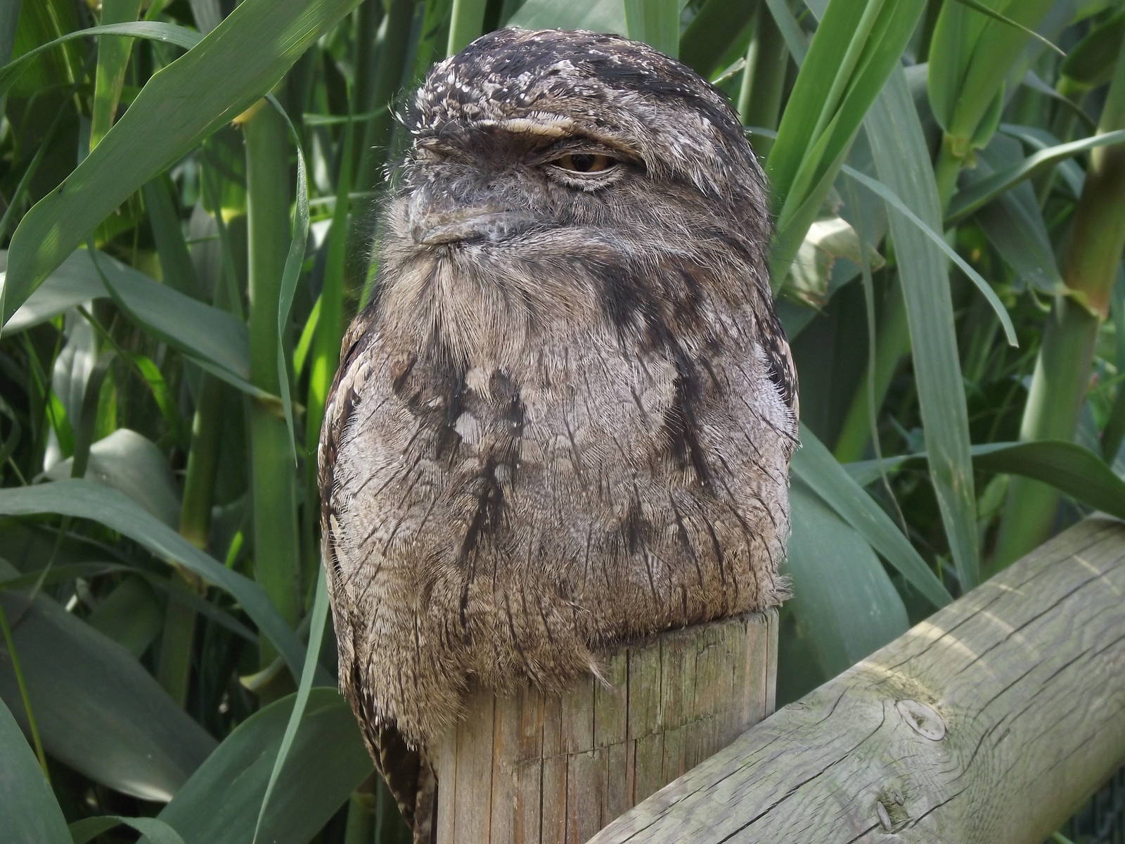 tawny frogmouth 100711