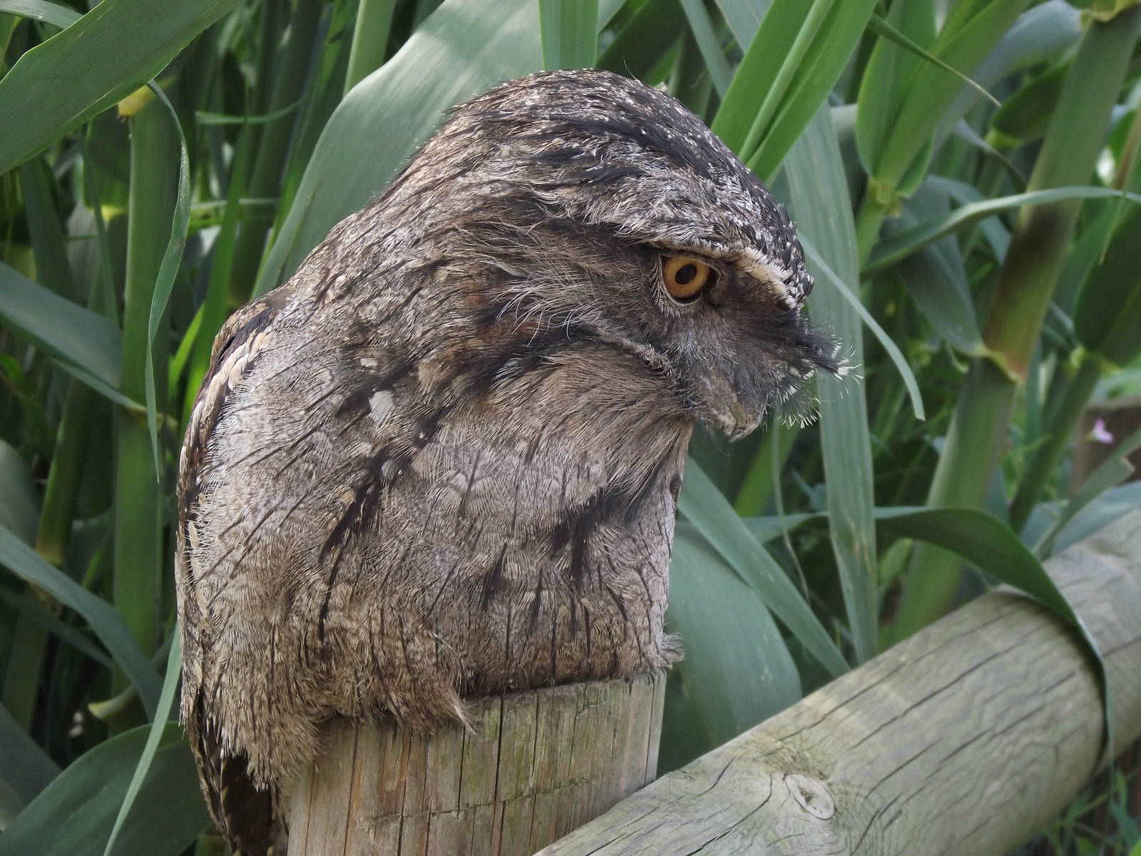 tawny frogmouth 100711