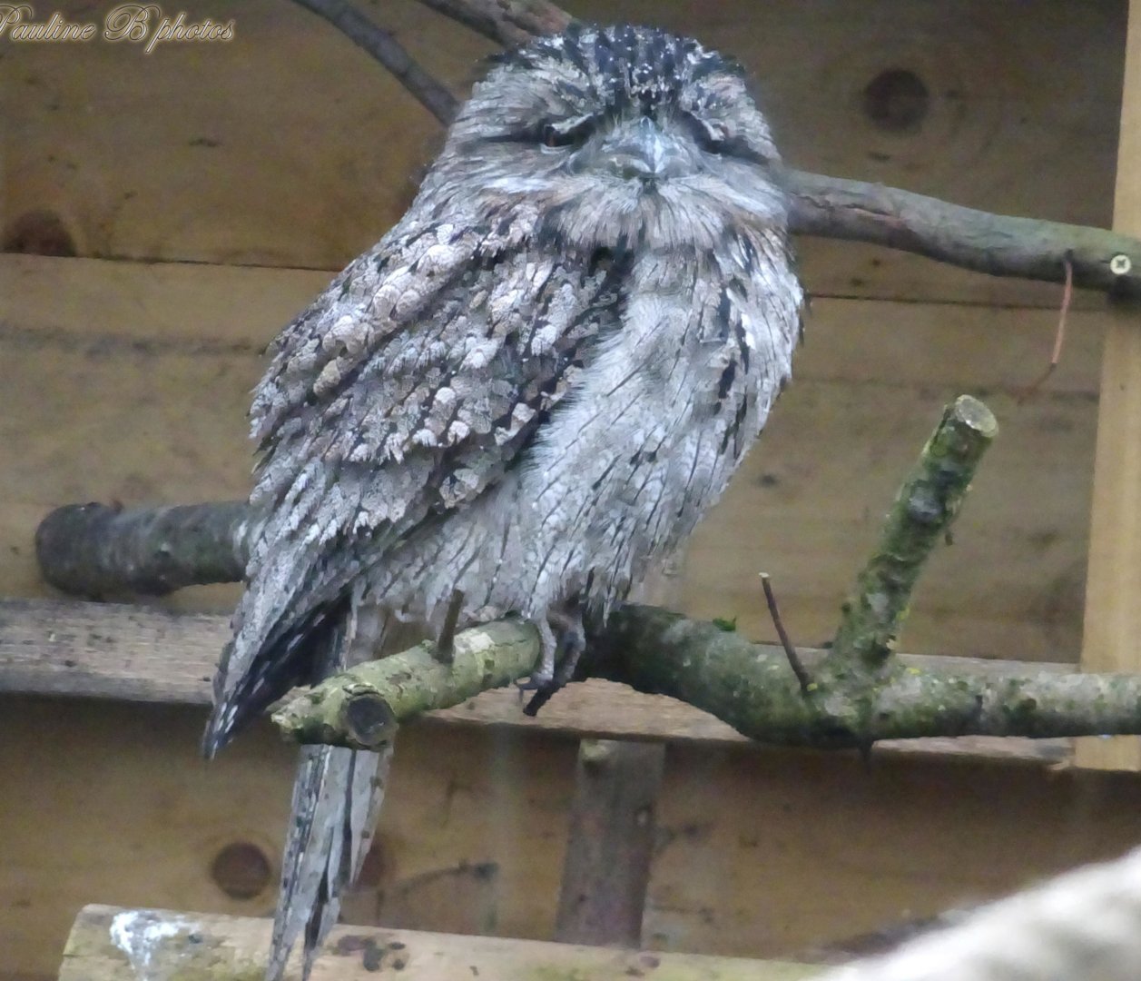 Tawny Frogmouth 16 November 2025