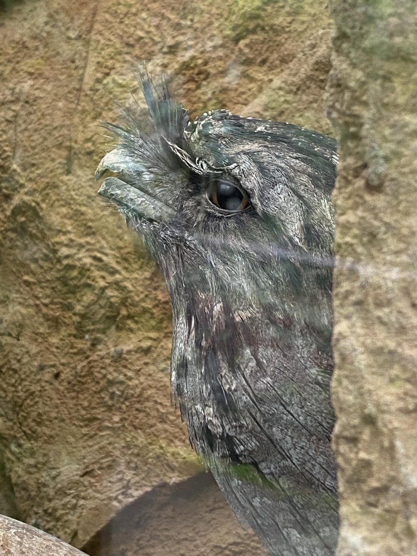 Tawny frogmouth 160122