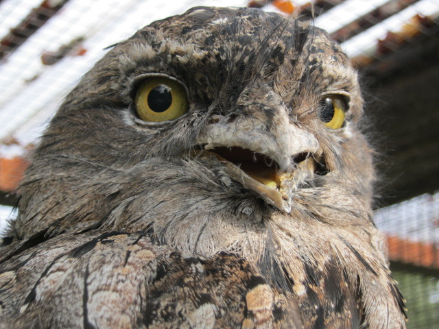 Tawny Frogmouth 2015