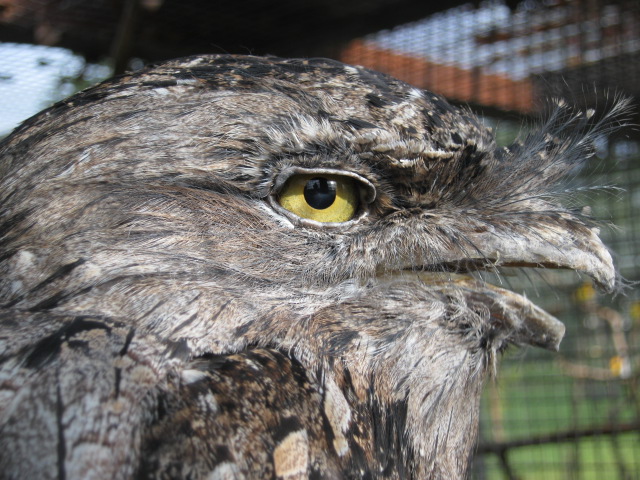 Tawny Frogmouth 2015