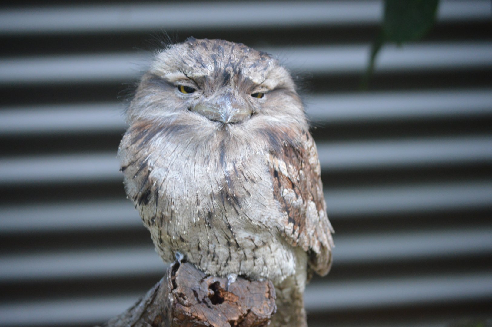 Tawny Frogmouth, 2019