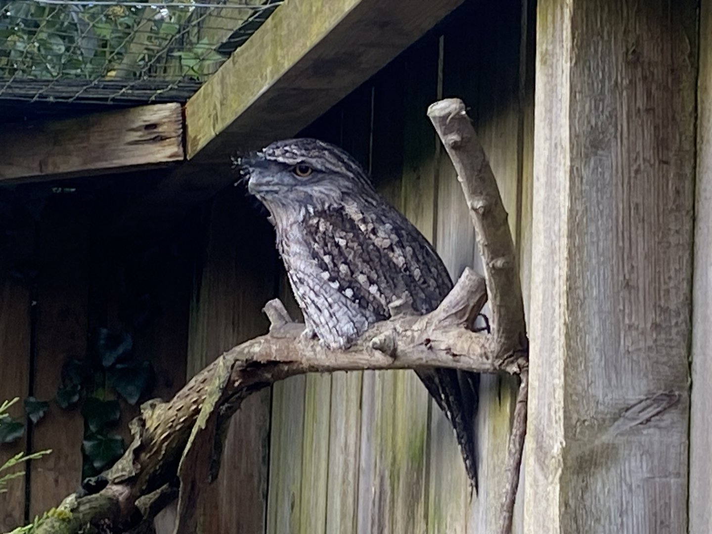 Tawny frogmouth 241023