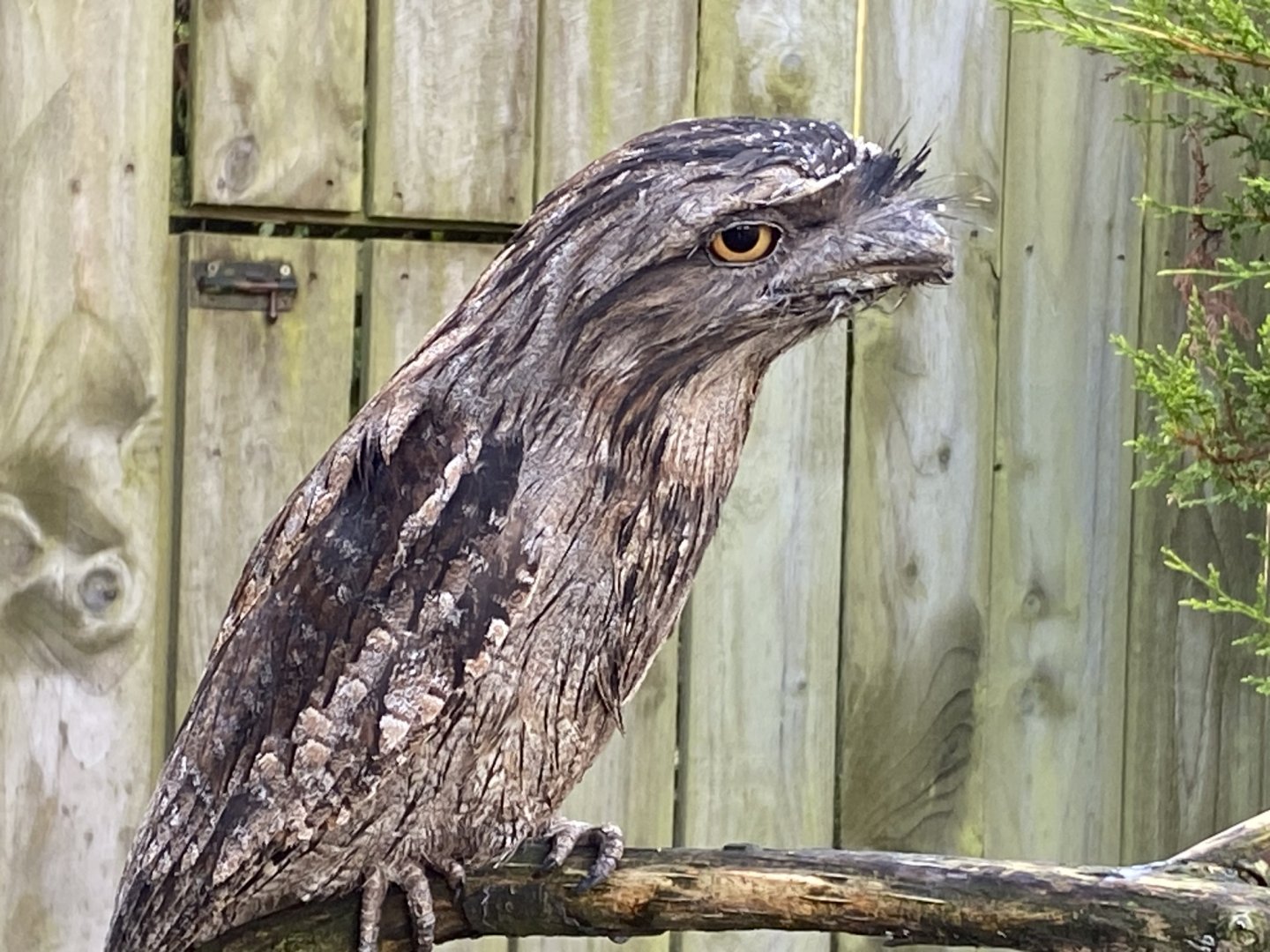 Tawny frogmouth 241023