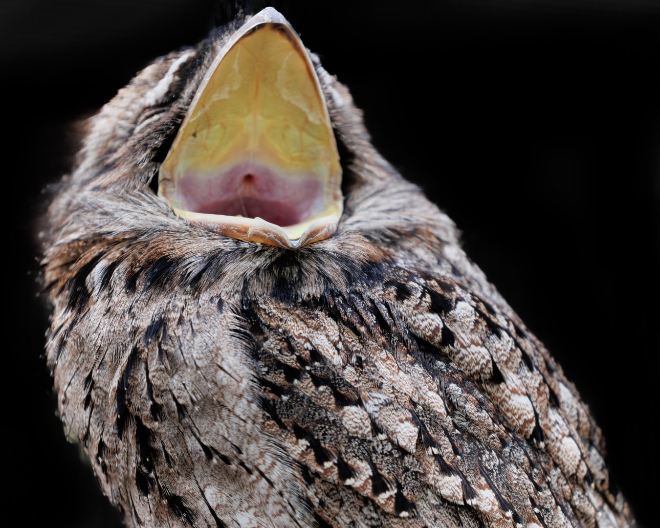 Tawny Frogmouth / 27-1-2022 / Hamerton