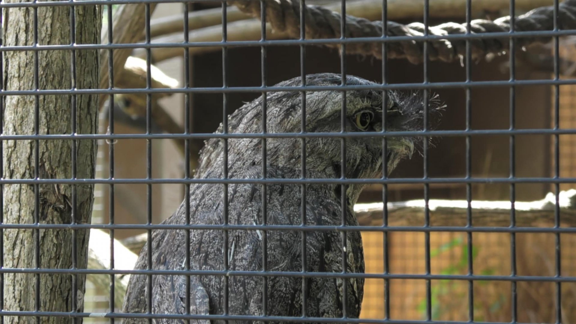 Tawny frogmouth again