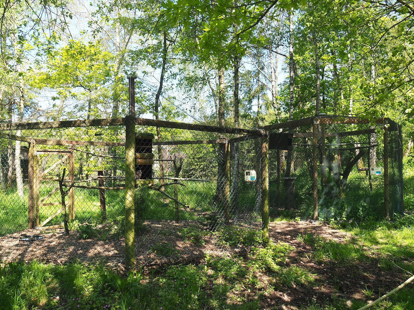Tawny frogmouth and Philippine Scops owl aviaries, 2023-05-19