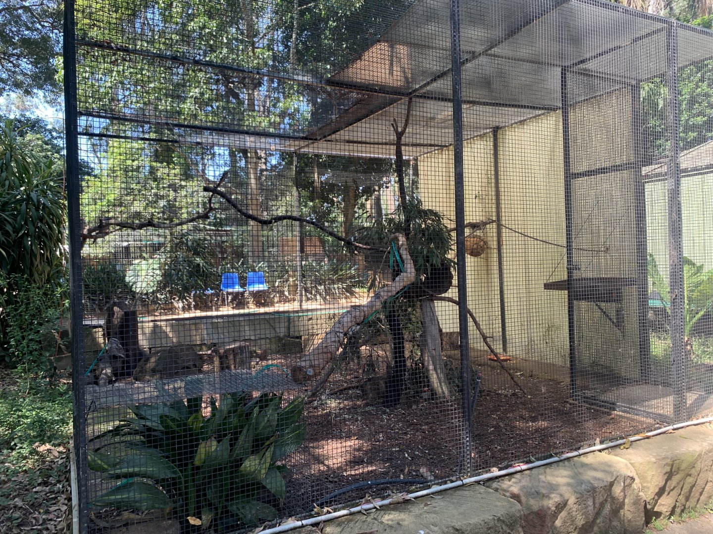 Tawny Frogmouth and Ringtailed Possum Exhibit (Possum unsighted)