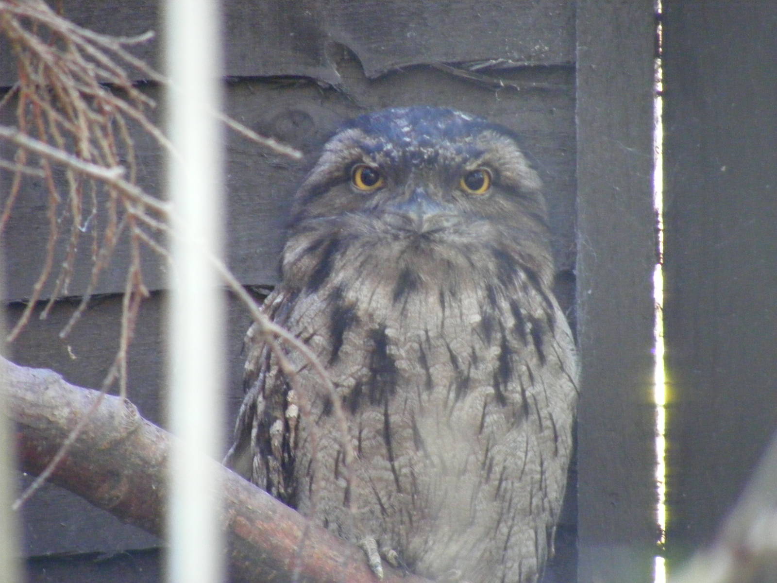 Tawny frogmouth at Beale Park, 24 October 2010