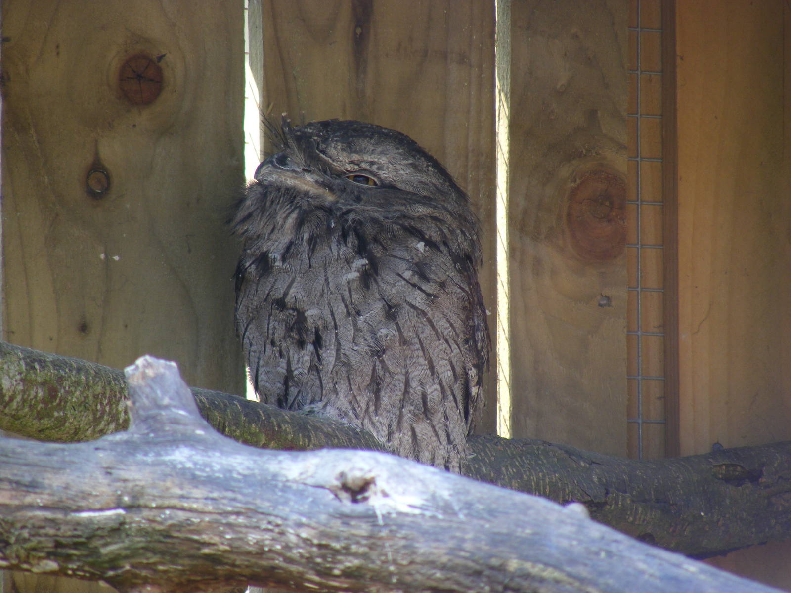 Tawny frogmouth at Birdland, 22 April 2011