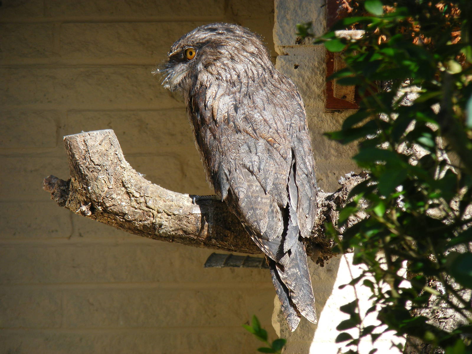 Tawny frogmouth at Paultons Park, 2 October 2011