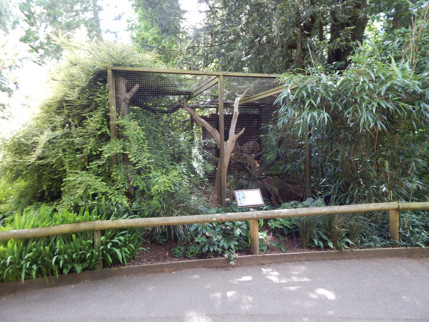 Tawny frogmouth aviary 150524