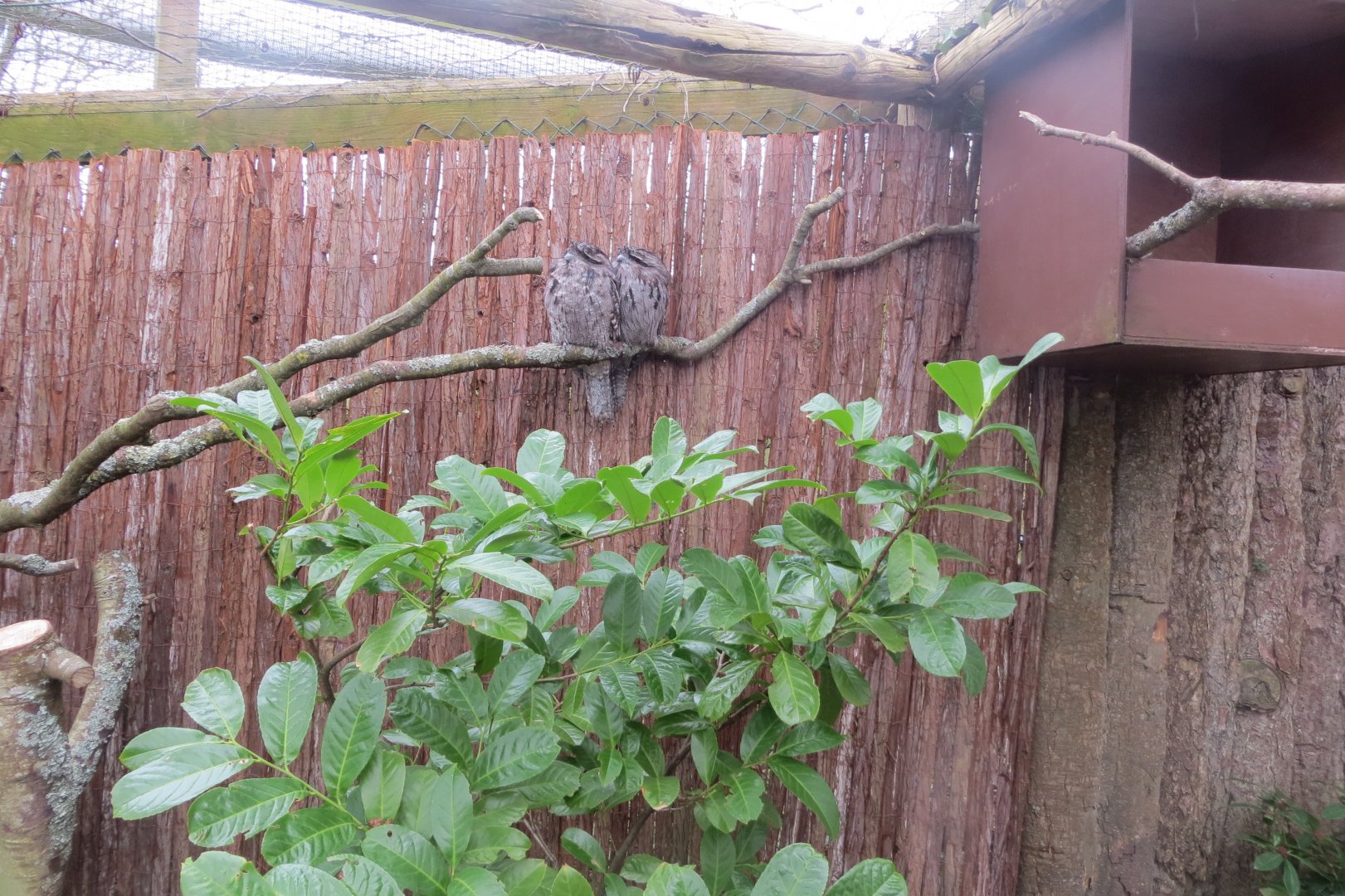 Tawny frogmouth aviary 190219