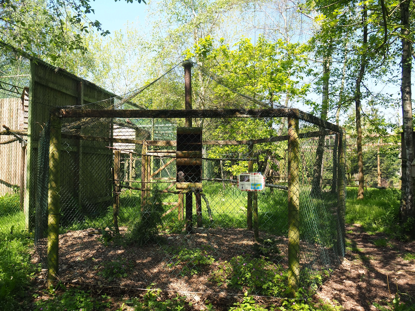 Tawny frogmouth aviary, 2023-05-19