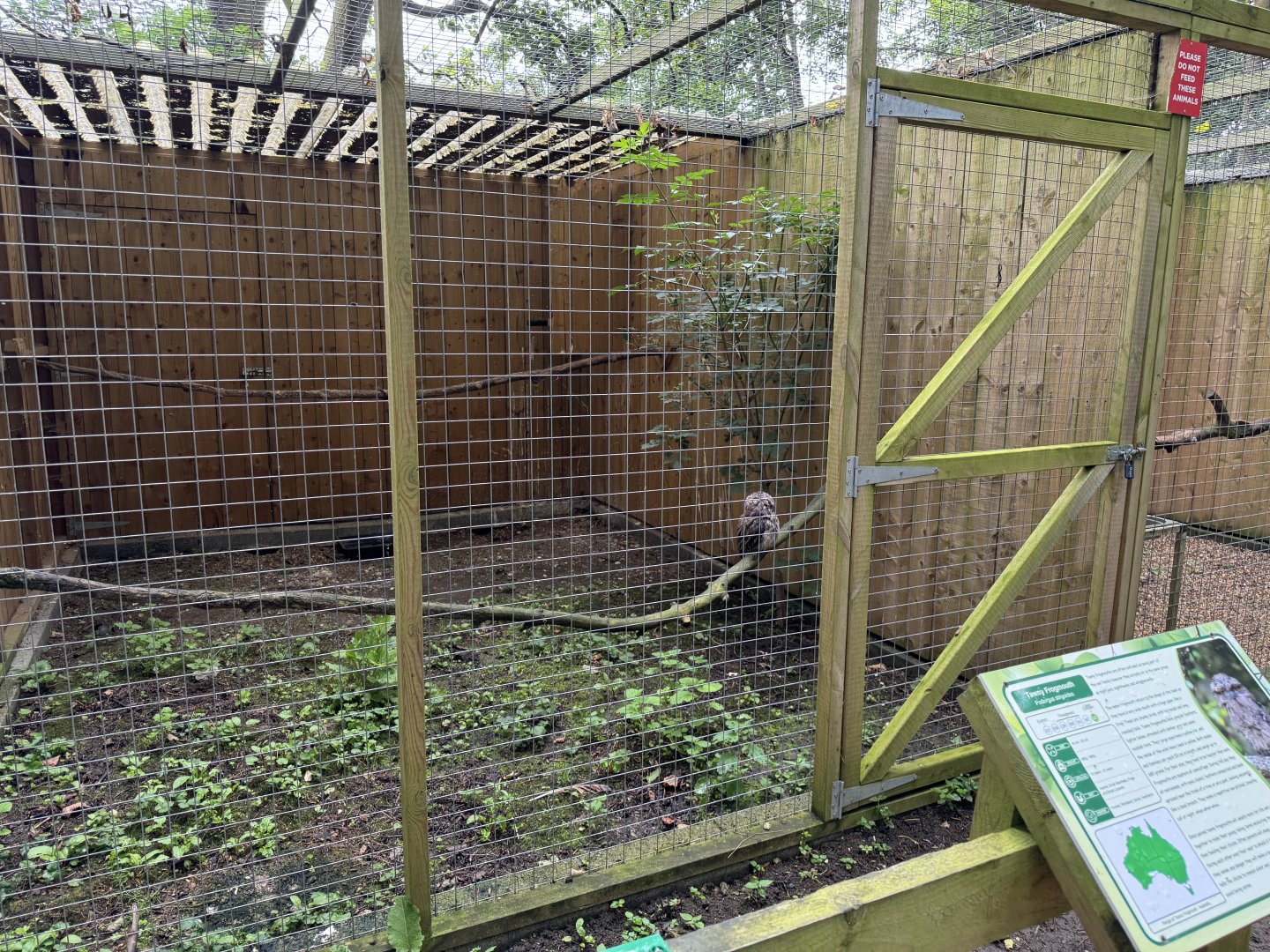 Tawny Frogmouth Aviary at Bridlington Animal Park (July 2024)