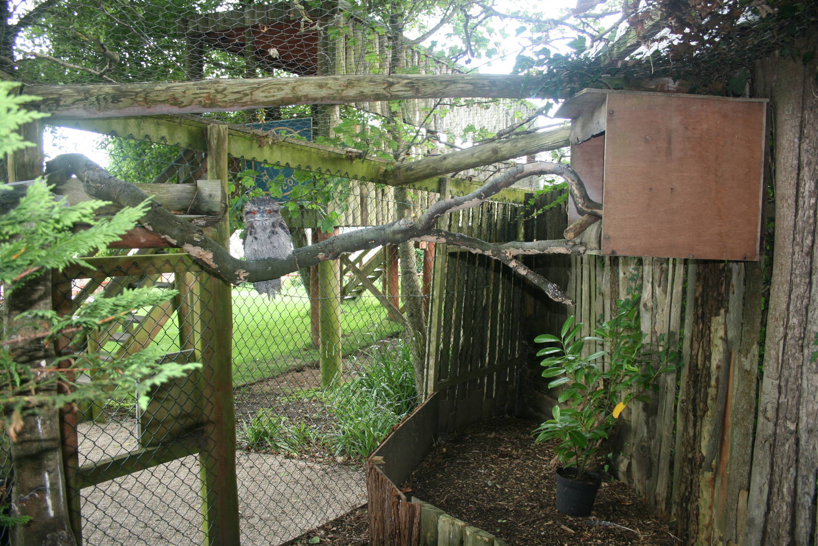 Tawny Frogmouth Aviary