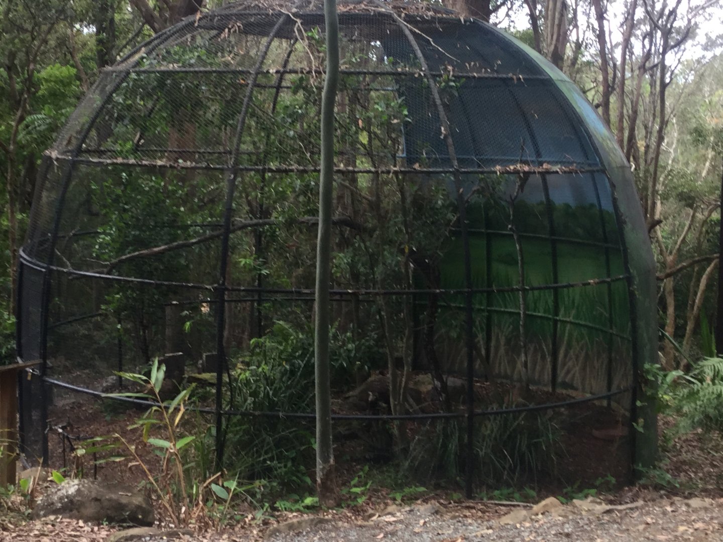 Tawny Frogmouth Aviary