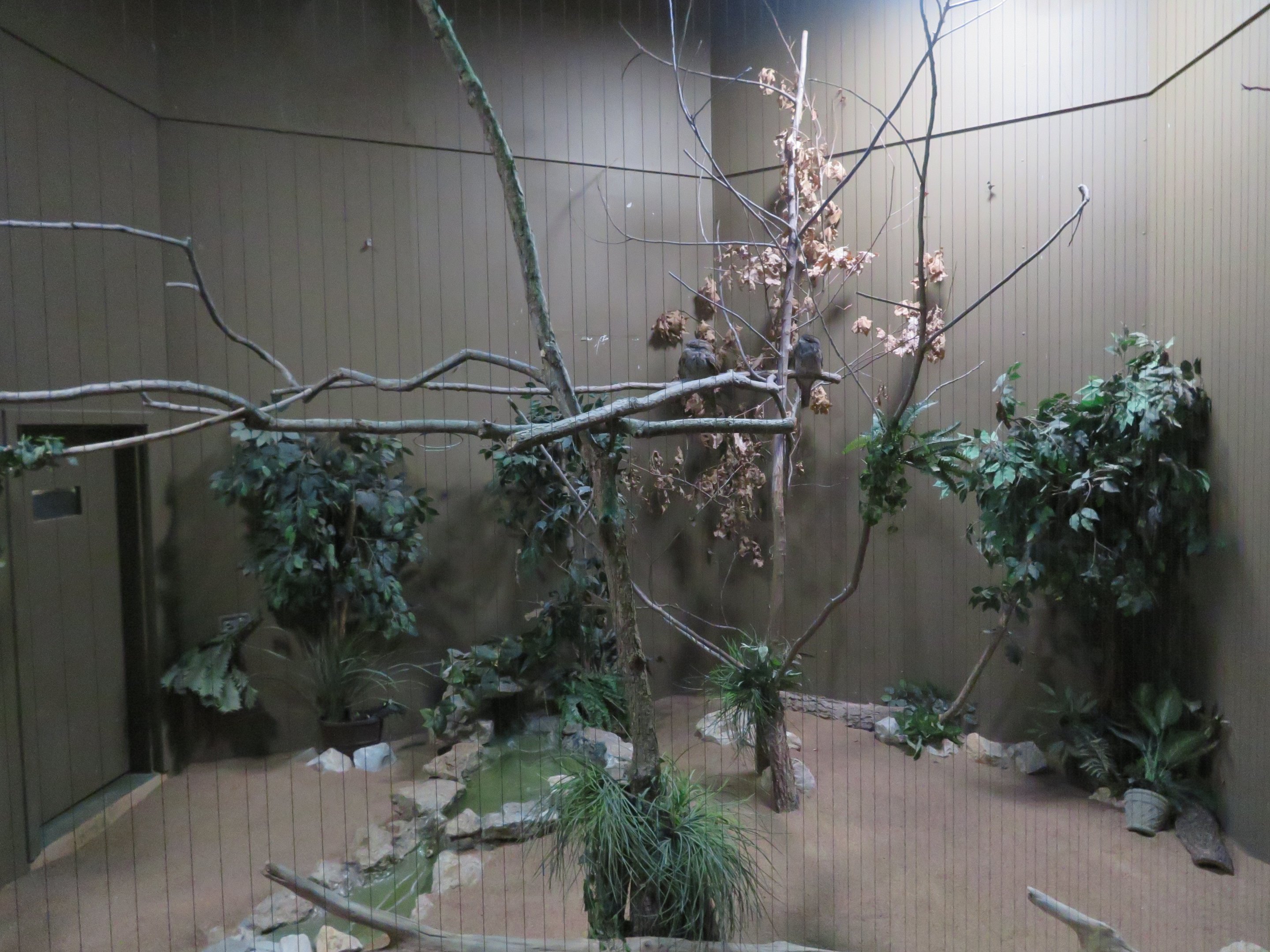 Tawny Frogmouth Aviary