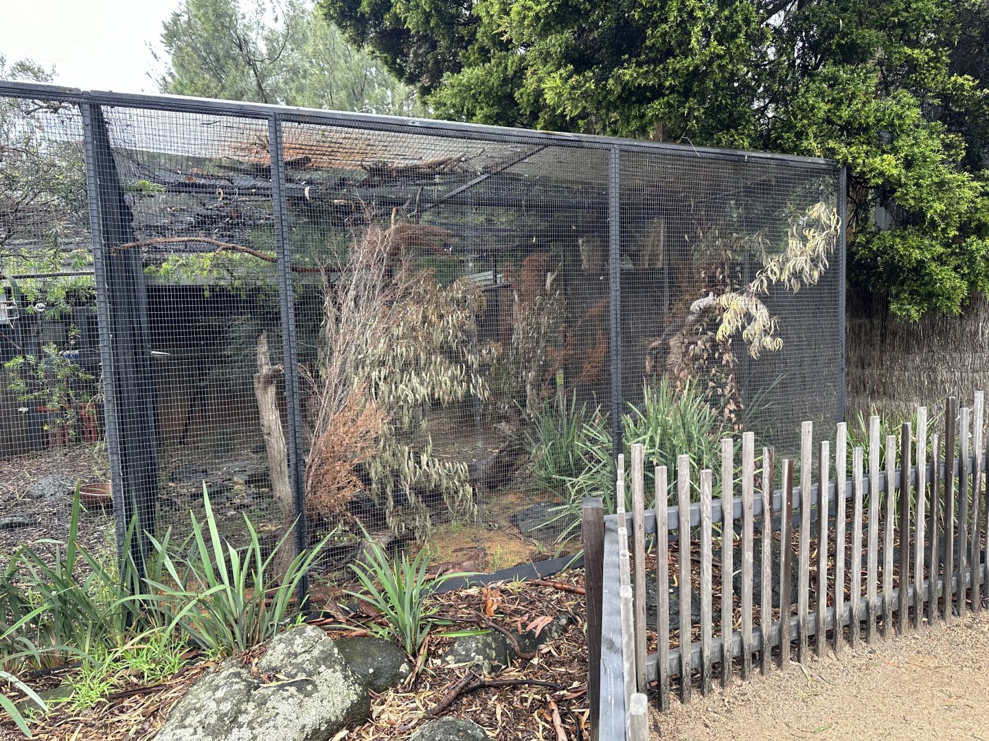 Tawny Frogmouth Aviary